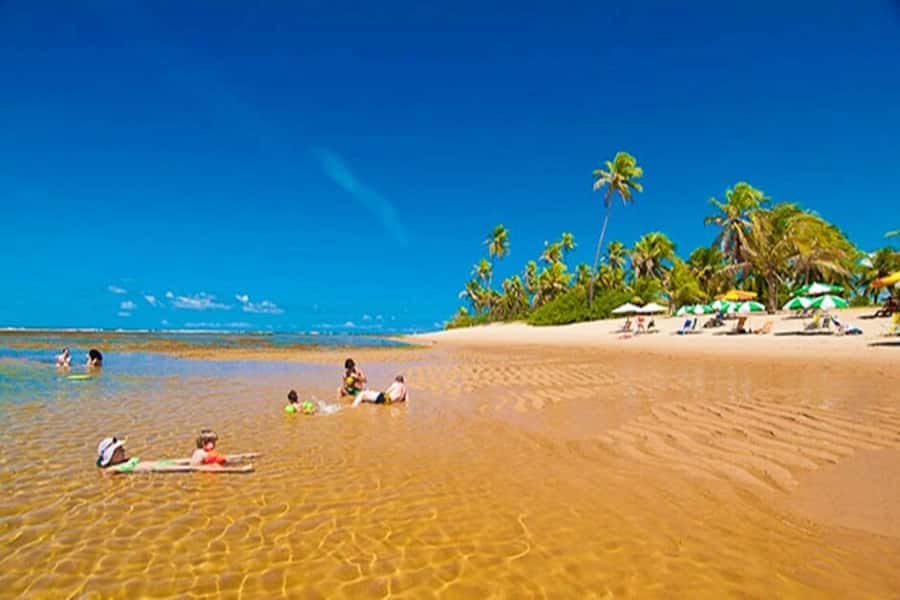 From Salvador: Praia do Forte & Guarajuba Beach Daytrip - The ride from Salvador along the Coconut Road