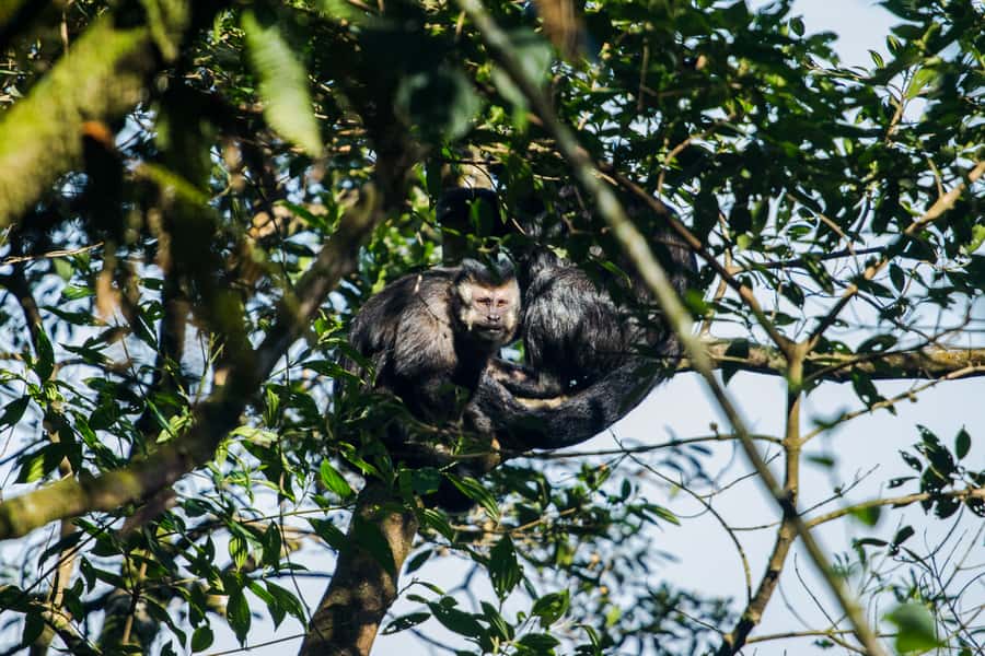 From São Paulo: Private Tour of Atlantic Forest & Valleys - Practical booking advice