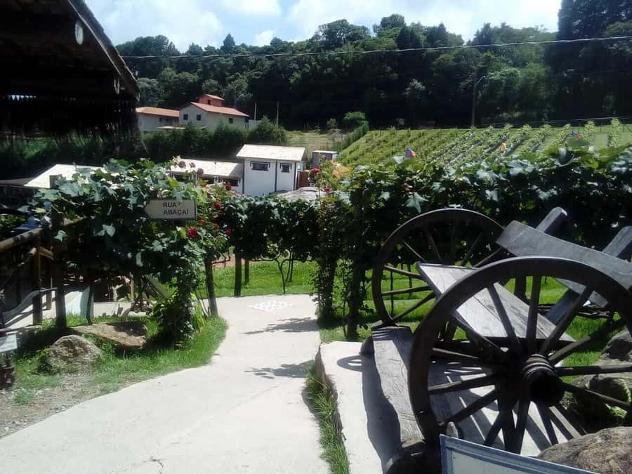 From São Paulo: São Roque Wineries Route and Tasting of Wine - The guides and the value of a small group