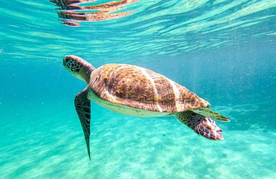 Full-Day Tour to Angra dos Reis and Ilha Grande - Guides, language, and how the day is managed
