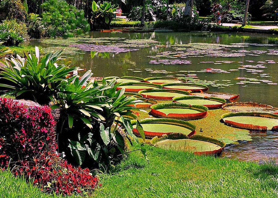 Green Rio: Guided Tour of Botanical Garden and Lage Park - The mansion courtyard and its famous view