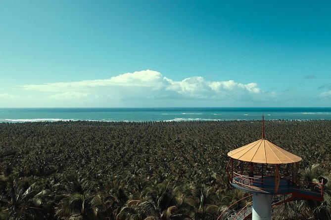 Gunga Beach - Leaving Maceió by WS Receptivo - The Gunga cliffs by buggy or quadricycle