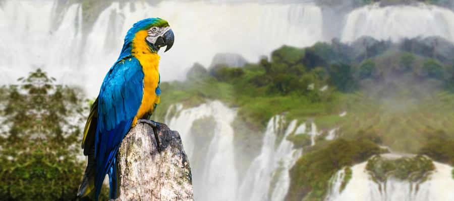 Iguazu Falls: 2-Day Argentinian and Brazilian Iguazu Falls - The optional Macuco Trail and Arrechea waterfall