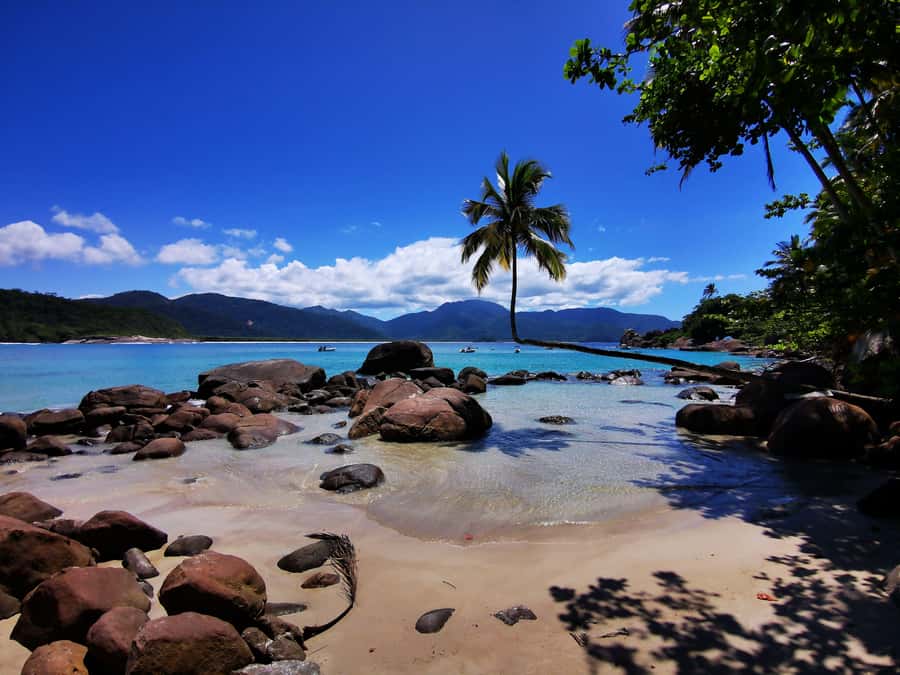 Ilha Grande: 360° Circumnavigation Speed Boat Tour - 8h - Aventureiro is the photo stop with the famous coconut tree