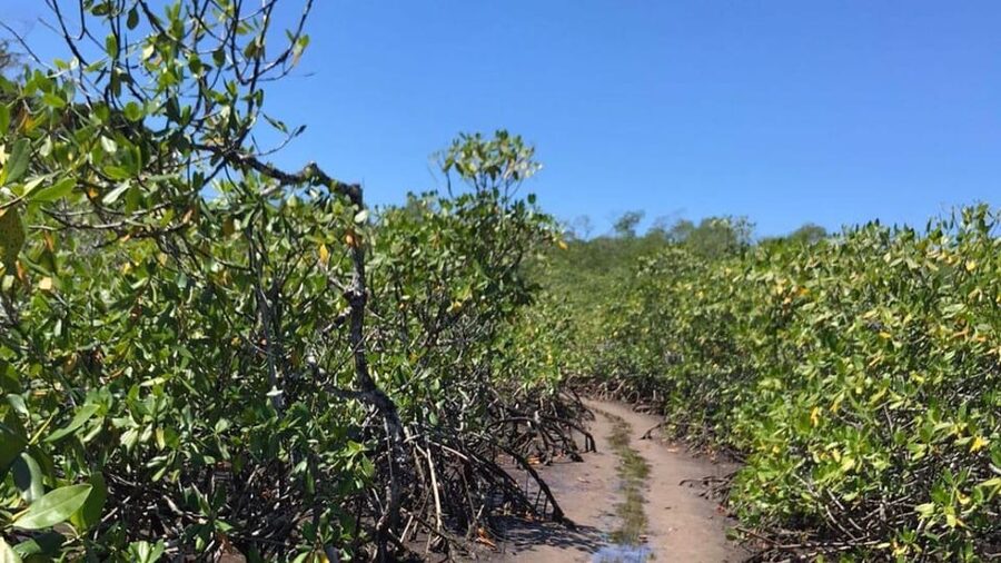 Itacare: Jeribucaçu Trail and Usina Waterfall - Key points to know before you go