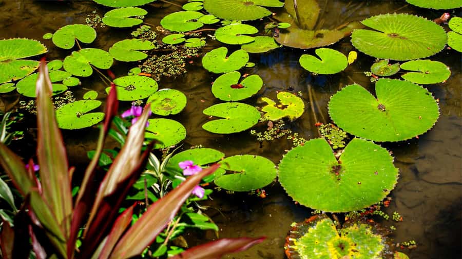 Jeep'n'Green: Rio Botanical Garden & Tijuca Rainforest Tour - Emperor’s Table and a wide Rio view