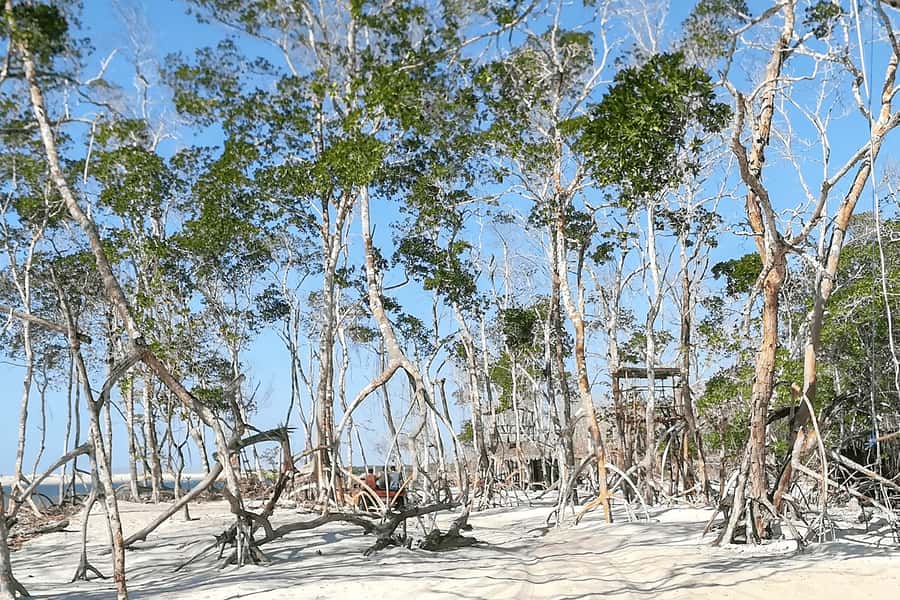Jericoacoara: Tatajuba Beach Tour - The language and group experience