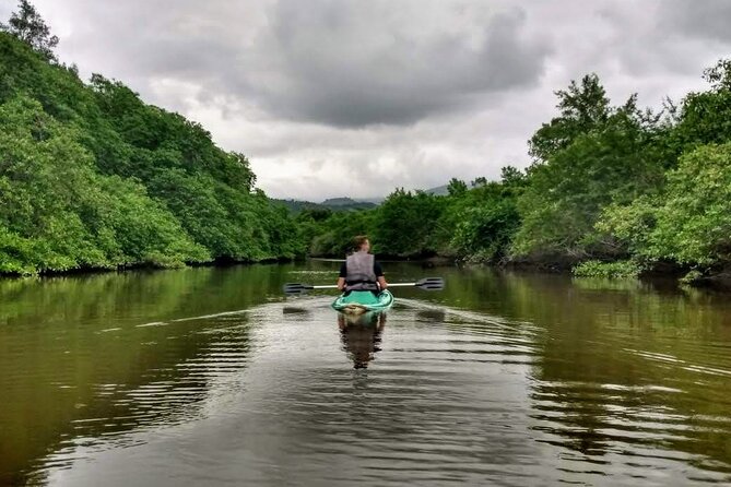 Kayaking to the mangroves - Key points to know before you book