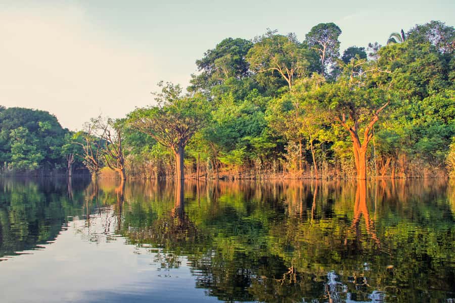 Manaus: Amazon Jungle Half-Day Walking Tour - Key points to know before booking