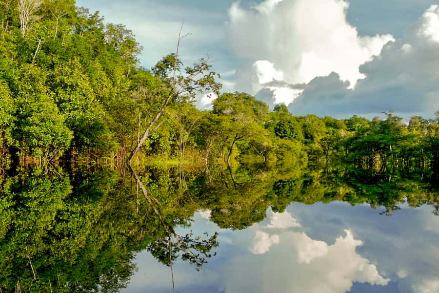 Manaus: Amazon Jungle Half-Day Walking Tour - Leaving Manaus by boat at 07:30