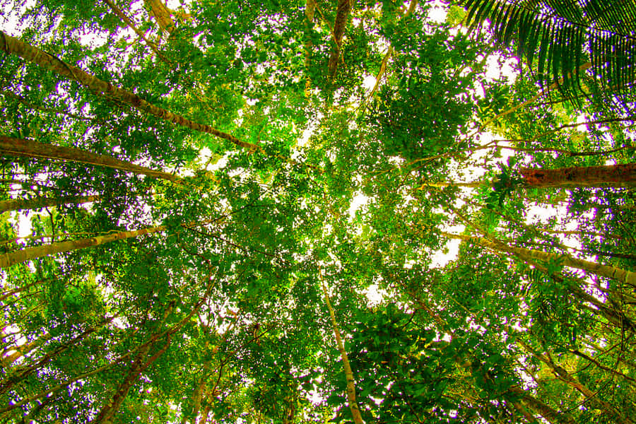 Manaus: Amazon Jungle Half-Day Walking Tour - Bigger trees and a denser section of forest