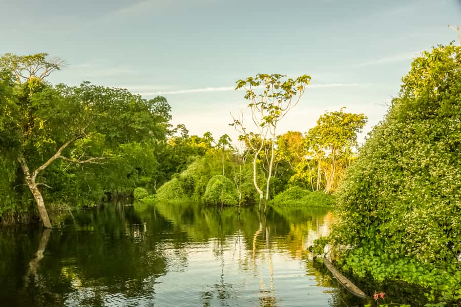 Manaus: Amazon Jungle Half-Day Walking Tour - Wildlife, with realistic expectations