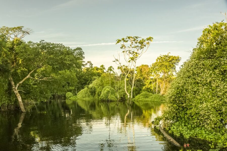 Manaus: Amazon Jungle Half-Day Walking Tour - Lunch, river fish, and possible extra activities