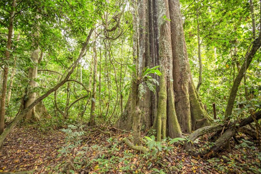 Manaus: Amazon Jungle Half-Day Walking Tour - Practical details for a smoother morning