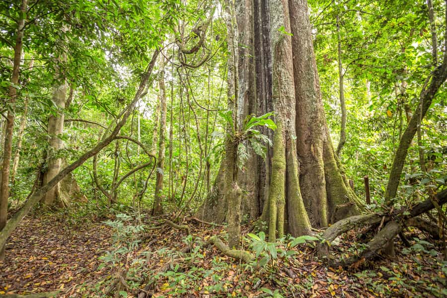 Manaus: Amazon Jungle Half-Day Walking Tour - Should you book the Manaus jungle walk?