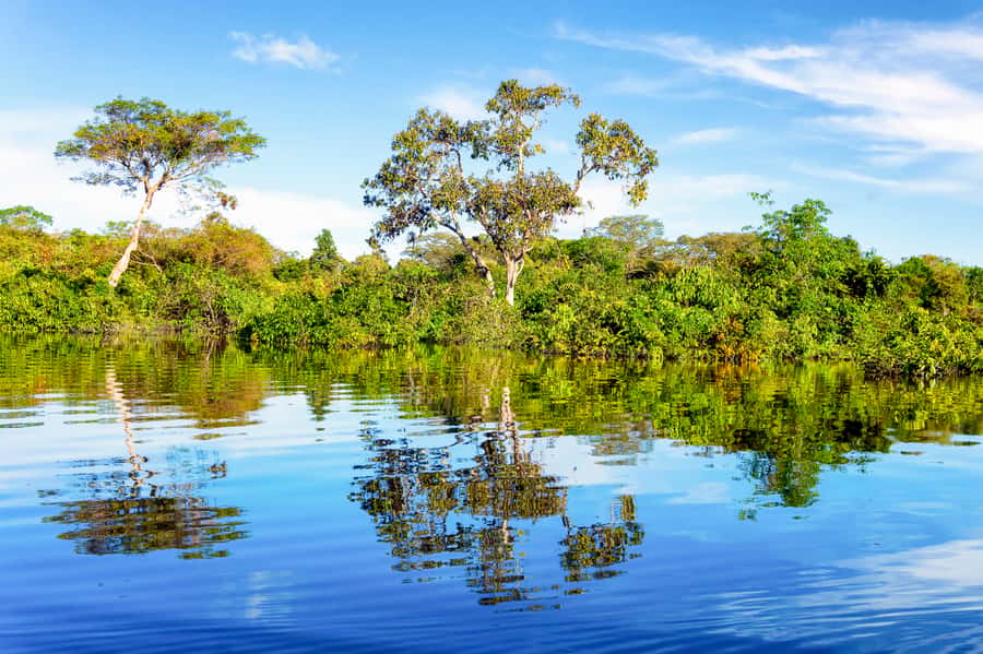 Manaus: Full-Day Tour on the Amazon River - The Meeting of the Waters: two rivers, one famous view