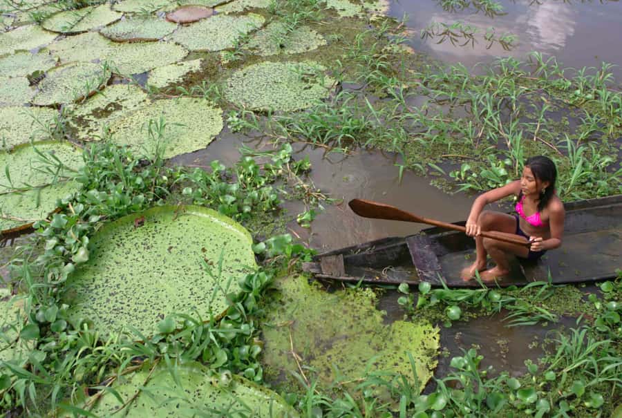 Manaus: Full-Day Tour on the Amazon River - Regional lunch with pirarucu and tropical fruit
