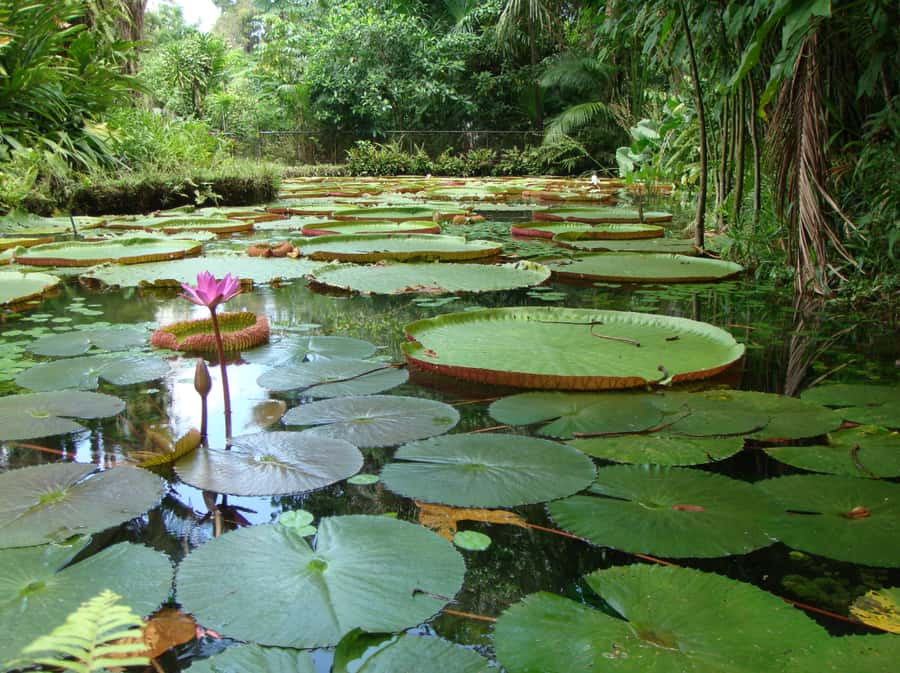 Manaus: Full-Day Tour on the Amazon River - Meeting Dessana and Tucano communities