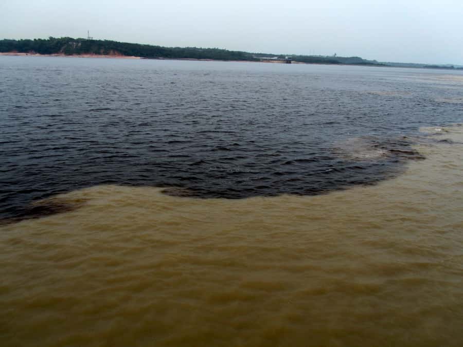 Manaus: Meeting of the Waters & Pink Dolphin Tour with Lunch - A full Amazon day without leaving Manaus far behind