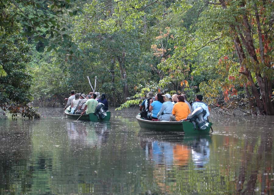 Manaus: Meeting of the Waters & Pink Dolphin Tour with Lunch - What the $75 price really covers