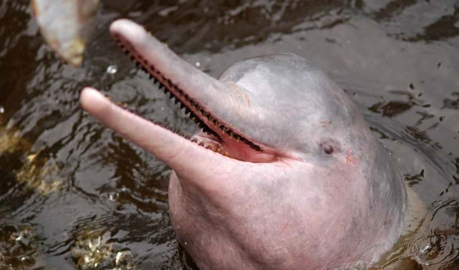 Manaus: Meeting of the Waters & Pink Dolphin Tour with Lunch - Swimming with pink dolphins in a shared river stop