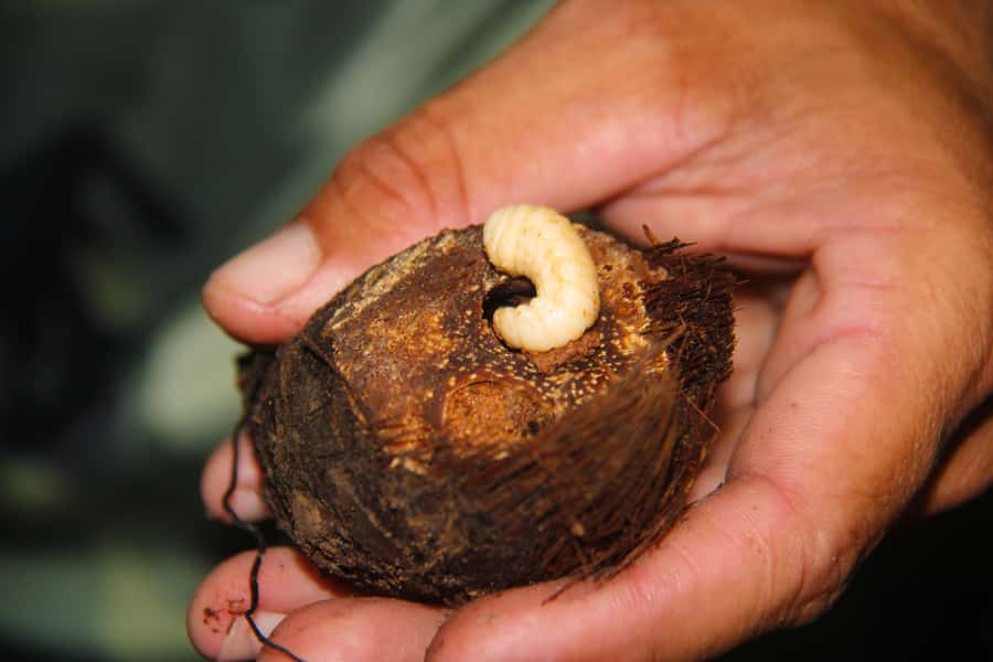 Manaus: Multi-Day Amazon Survival Trip with Camping - Who will enjoy this Amazon trip