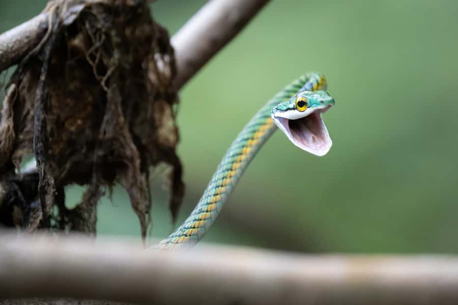 Manaus: Multi-Day Amazon Survival Trip with Camping - Sunrise canoeing and the forest hike