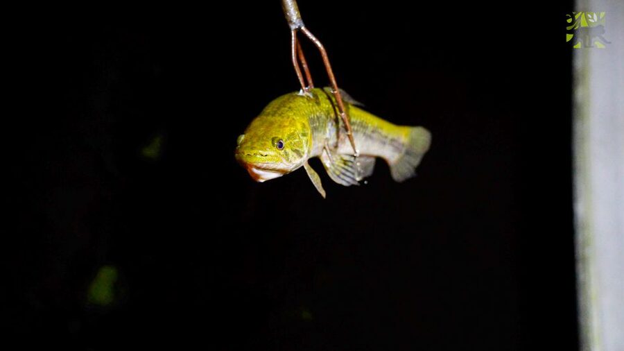 Manaus: Multi-Day Amazon Survival Trip with Camping - Choosing the three-day or longer version