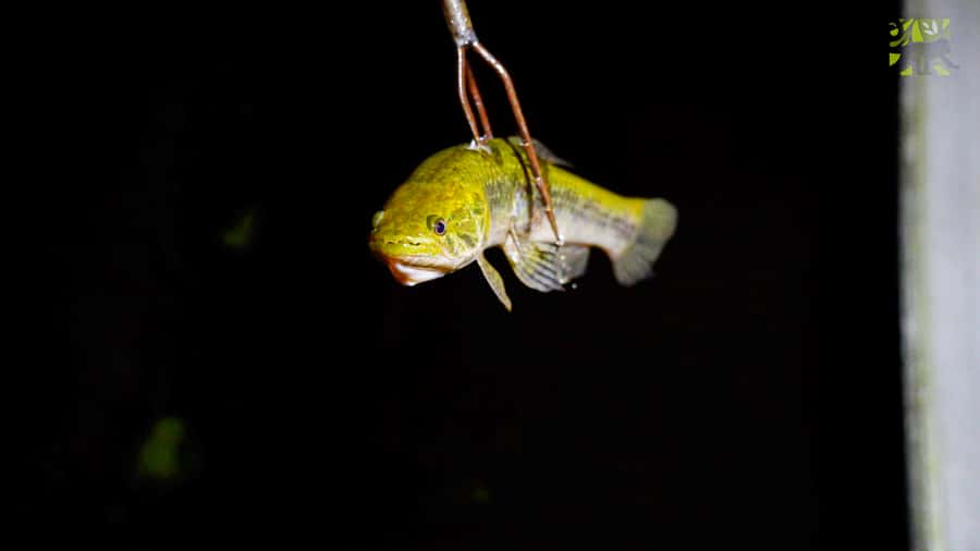 Manaus: Multi-Day Amazon Survival Trip with Camping - What the guide adds to the experience