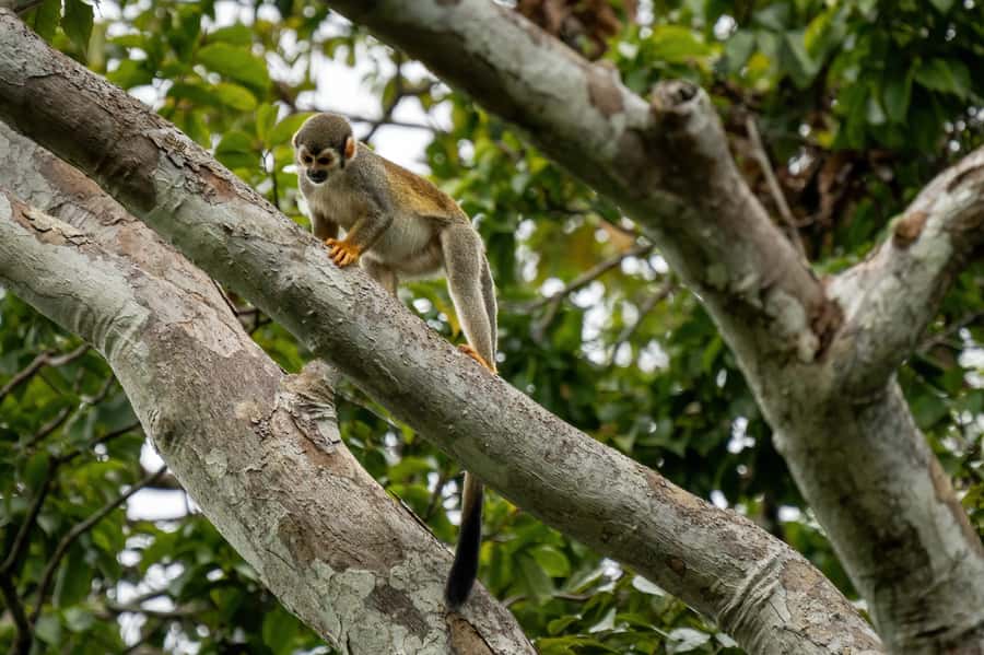 Manaus: Multi-Day Amazon Survival Trip with Camping - What $660 really covers