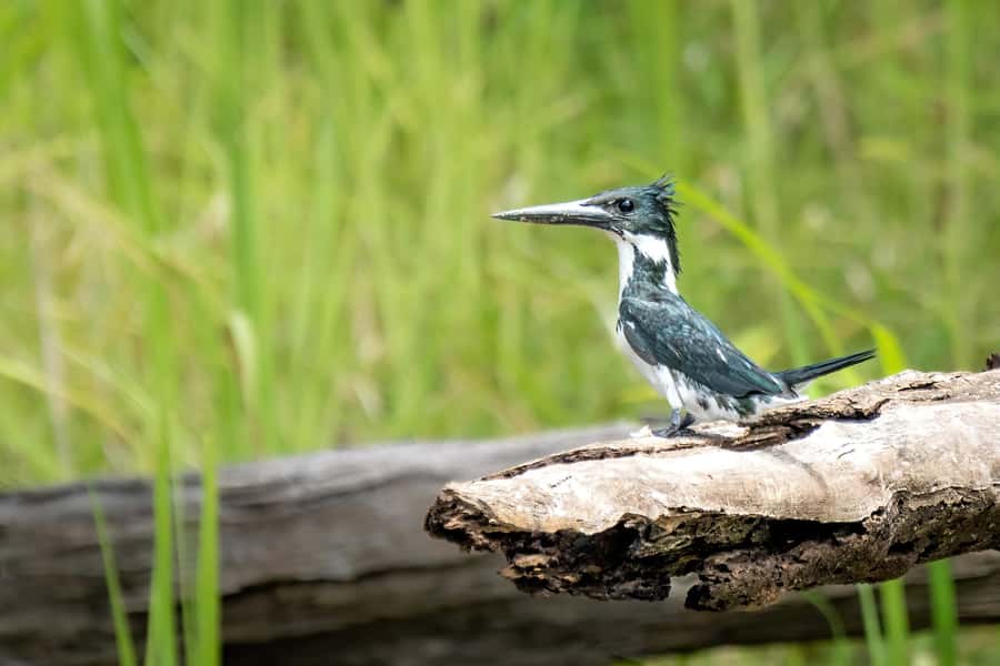 Manaus: Multi-Day Amazon Trip at Tapiri Floating Lodge - Timing, luggage, and practical planning