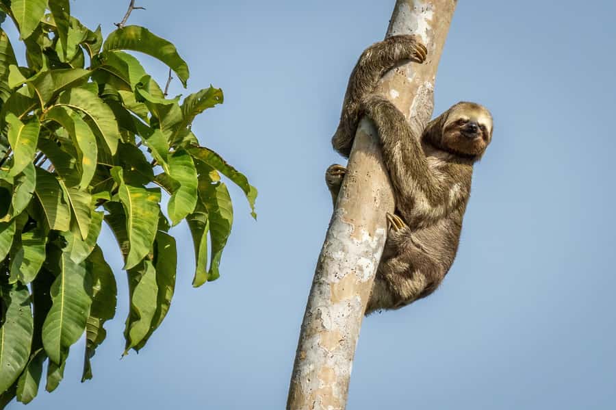 Manaus: Multi-Day Amazon Trip at Tapiri Floating Lodge - Sunrise and the morning jungle trek