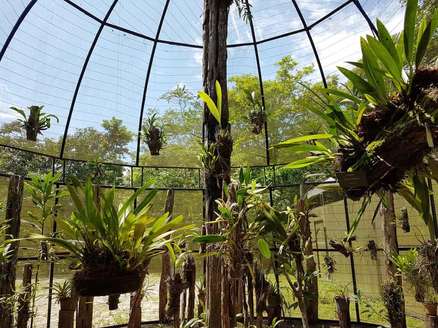 Manaus: MUSA and INPA Museums with Observation Tower Tour - Who will enjoy this outing most