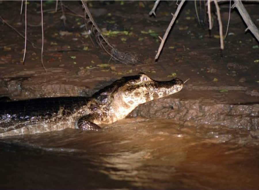Manaus: Piranha Fishing and Alligator Watch Evening Tour - Leaving Manaus by boat for Iranduba