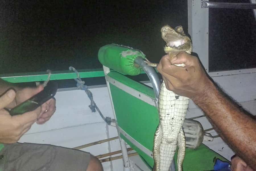 Manaus: Piranha Fishing and Alligator Watch Evening Tour - Who should book this Manaus evening tour?
