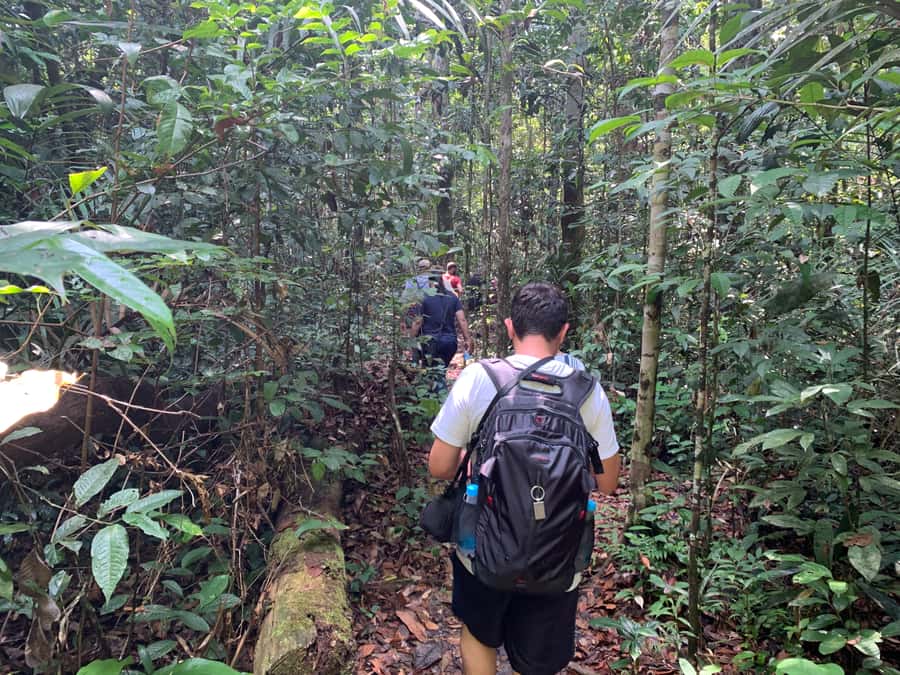 Manaus: Presidente Figueiredo Caves and Waterfalls Tour - Walking into the Amazon forest