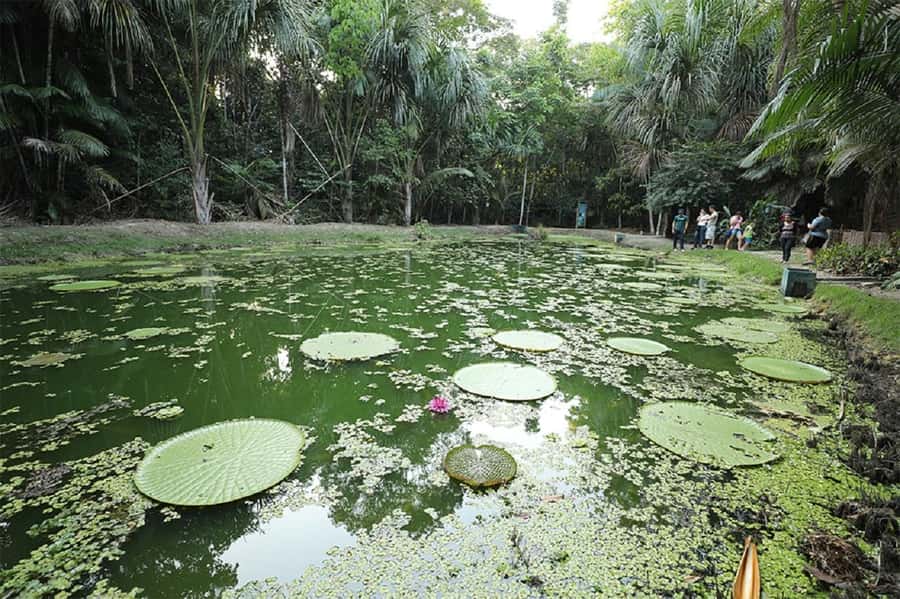 Manaus : Visit to MUSA (Amazon Museum) - See live specimens in the nurseries