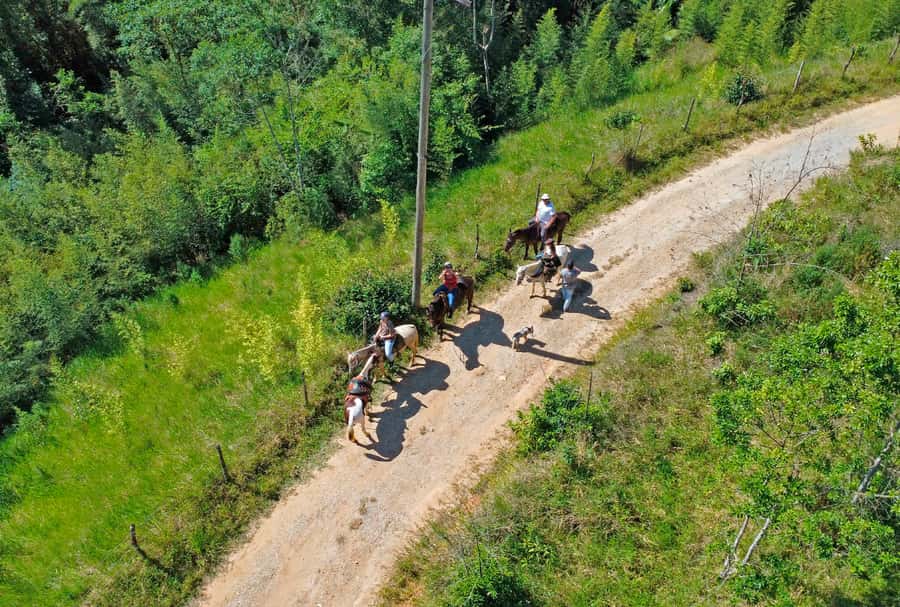 Paraty: 3-Hour Rainforest Horseback Ride - Forest trails, open plains, and Atlantic Forest life