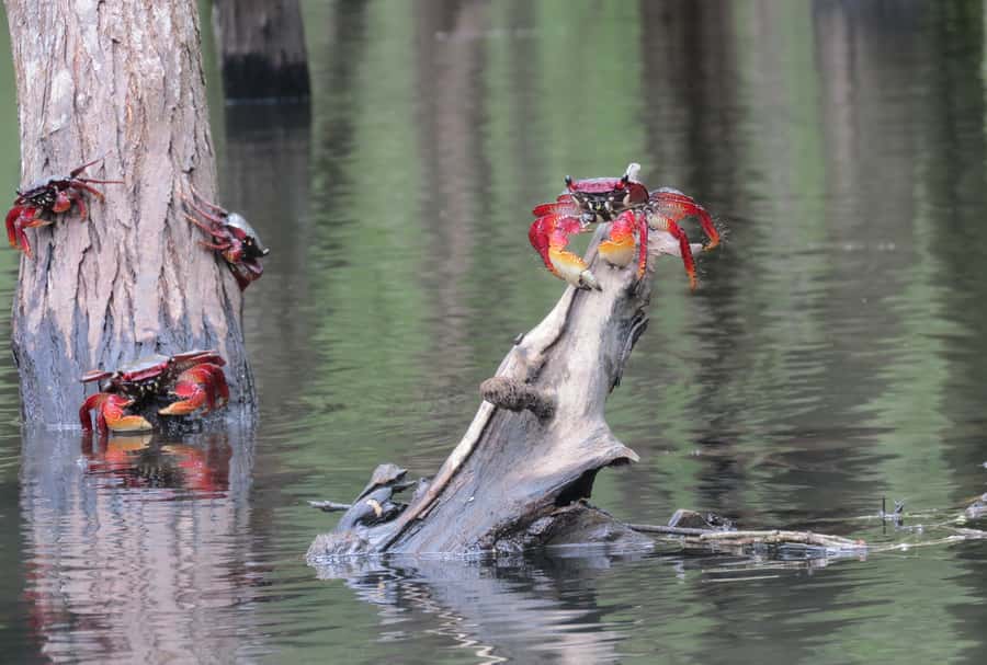 Paraty Bay: Half-Day Mangroves and Beaches Tour by Kayak - A beach stop with time to swim