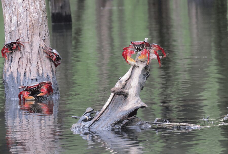 Paraty Bay: Half-Day Mangroves and Beaches Tour by Kayak - Entering the mangroves when the tide is right