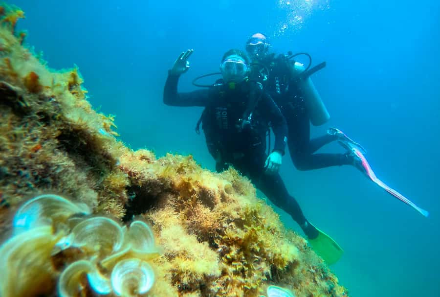 Paraty: Discovery Scuba Diving Experience for Beginners - Price and what the $150 covers