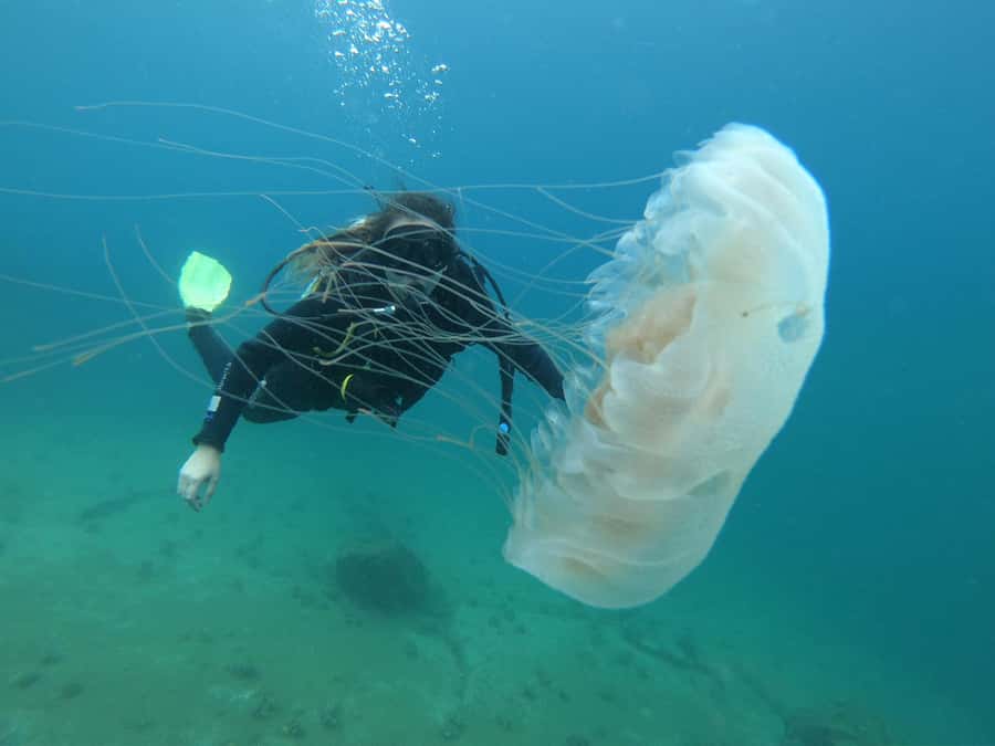 Paraty: Discovery Scuba Diving Experience for Beginners - Transport details that can save you stress