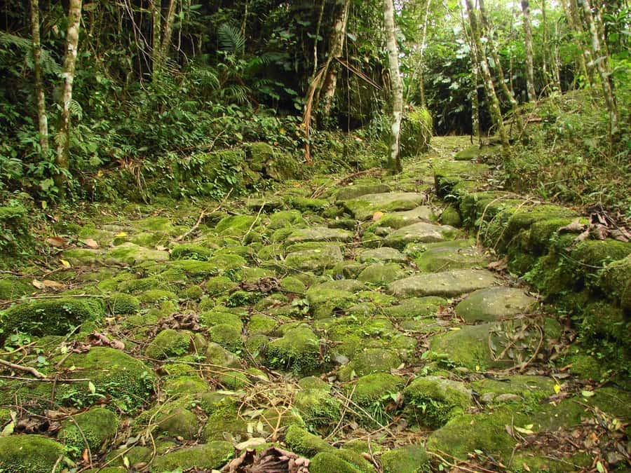 Paraty: Gold Trail Rainforest Hiking Tour - Reading the old route through its history
