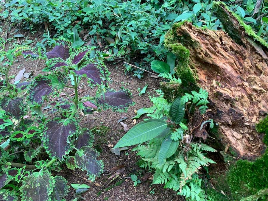 Paraty: Gold Trail Rainforest Hiking Tour - The optional Tobogã Waterfall and Engenho do D’Ouro