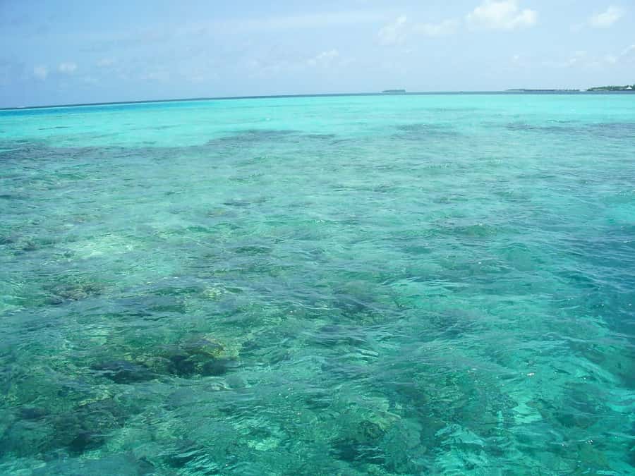 Praia de Paripueira Beach Day Tour - Who Will Get the Most From This Tour