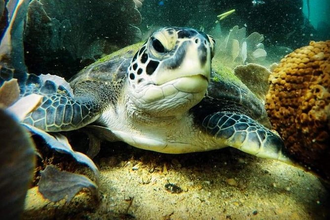Private Program for Accredited Diver in Búzios - A personal underwater outing at João Fernandes