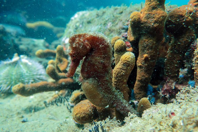 Private Program for Accredited Diver in Búzios - Who will enjoy this most