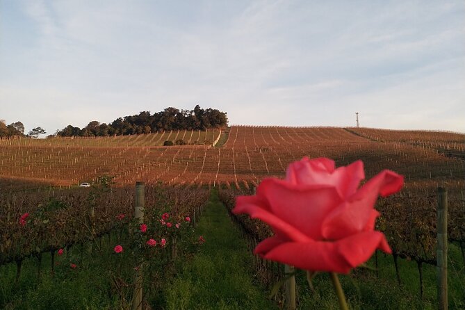 Private Tour to Serra Gaúcha Vineyards - Why this wine-country day works from Gramado