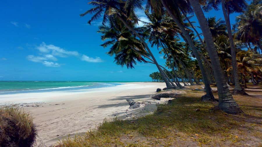 Recife: Tour to Carneiros with Catamaran Ride - Mangroves and the coastal clay stop
