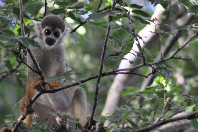 Regional Cruise in the Amazon - Why This Amazon Cruise Is Different